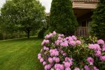 Beautiful rhododendron trees on the property